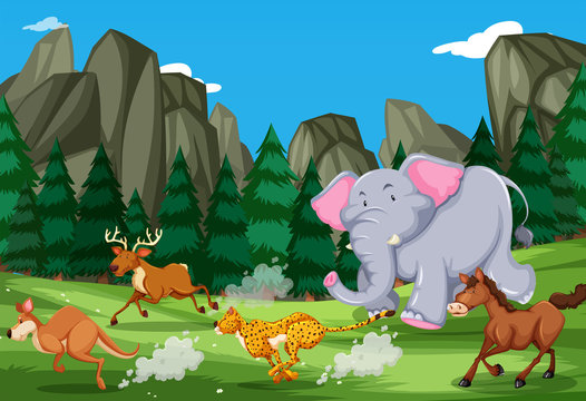 Animals run in the nature