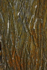 Obraz premium tree bark