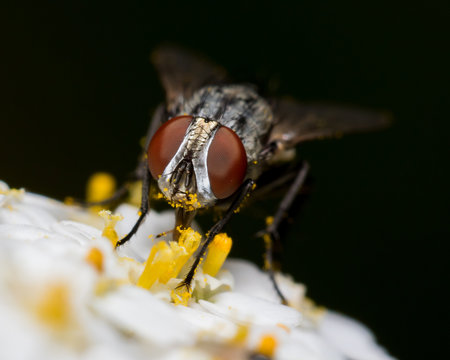 Fly On Flower With Pollen On Face