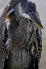 Great Blue Heron with lure hooked in wing