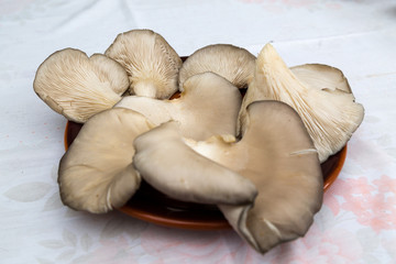 Oyster mushroom,