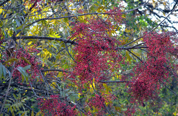 Rhus lanceolata berries