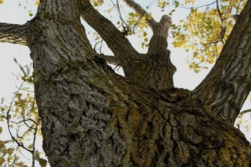 tree  leaf sky