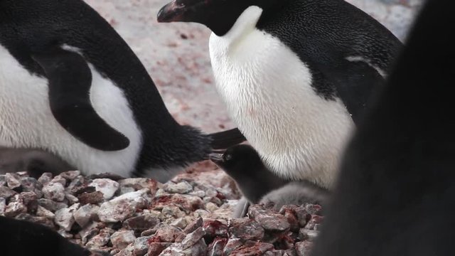 Adelie penguin (Pygoscelis adeliae) on young chick, Antarctica 