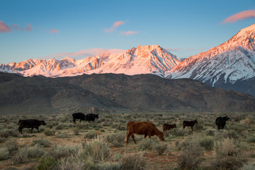 Cattle in front of mountains at sunset