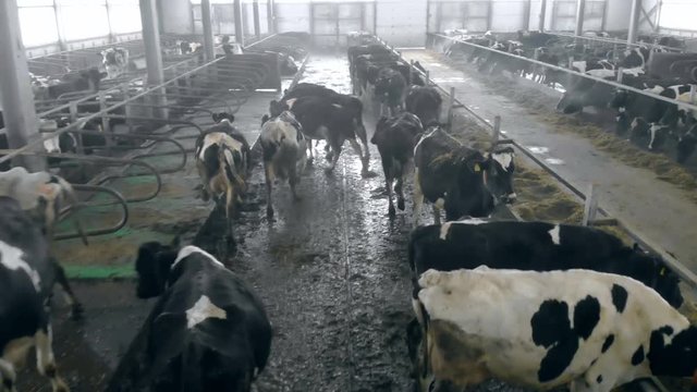 A cowshed full of cows, close up.