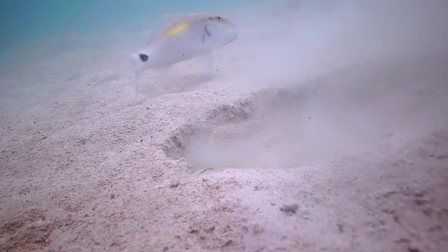 Fish digging in the sand looking for food while other fishes wait behind it