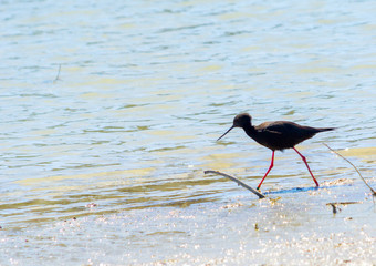 Black stilt, endangered wading bird