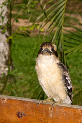  laughing kookaburra perched on a veranda rail near Kuranda in Tropical North Queensland, Australia