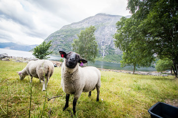 Fototapeta premium Norwegian sheep interested in what is going on