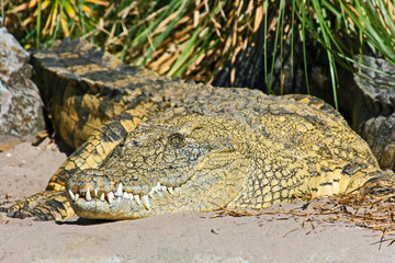 Nile crocodile, Orlando, Florida