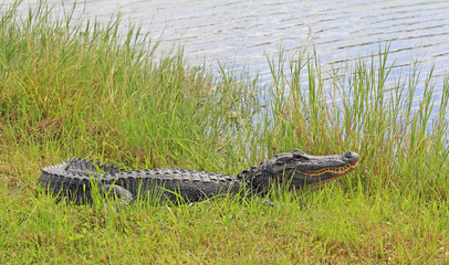 Alligator on grass, Florida