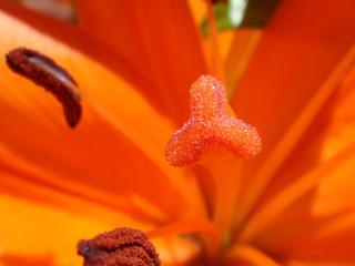 Orange Lily Flower Stigma Carpel