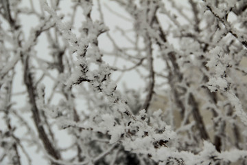 winter wonderland 6