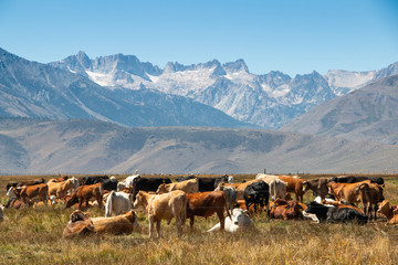 Cattle in front of mountains