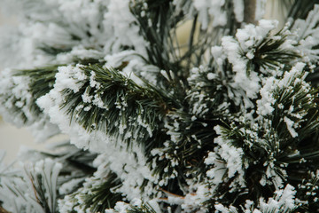 frosted pine 3 