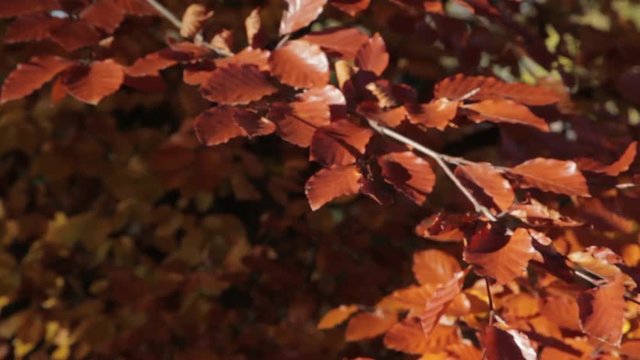 Baslow, Autumn Leaves, Peak District National Park, Derbyshire, England, UK 