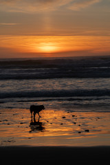 Dog on the beach during sunset on the Oregon coast