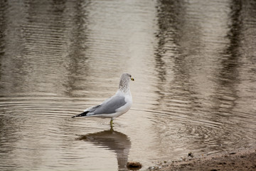 Seagull standing in the shallows of a lake.