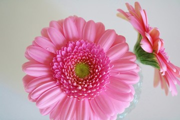 花　ガーベラ　ピンク　屋内