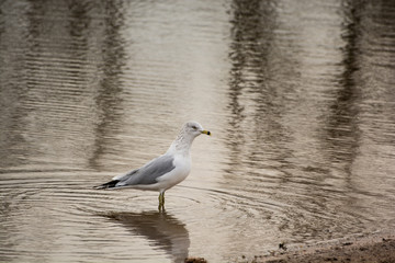 Seagull standing in the shallows of a lake.