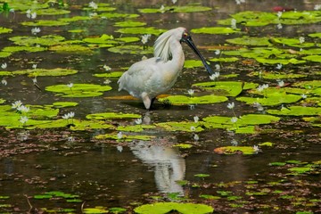 Royal Spoonbill standing in lake