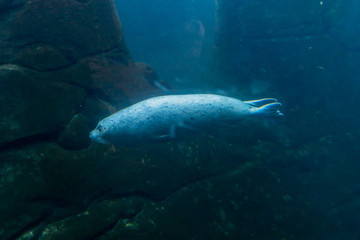 Harbor seal swimming in an aquarium