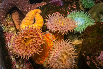 Colorful sea anemones and sea stars in a shallow pool