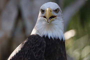 American Bald Eagle