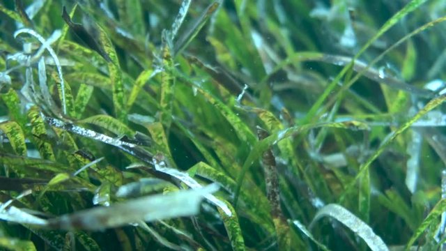 Beautiful green underwater seaweed