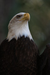 American Bald Eagle