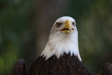 Fototapeta premium American Bald Eagle