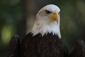 American Bald Eagle