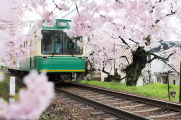 View of Kyoto local train traveling on rail tracks with flourishing cherry blossoms along the railway in Kyoto, Japan.