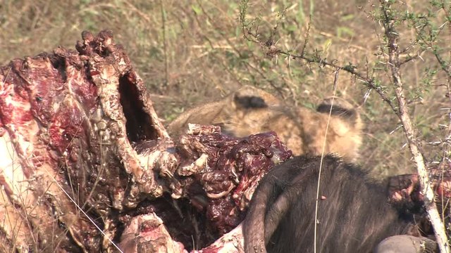 A young adolescent Lion (Panthera leo) eating, biting, chewing at a Wildebeest, Gnu carcass, fresh kill, in the African bushveld, dry winter grass. Lion Behaviour, South Africa 