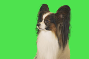 Beautiful dog Papillon male on the green background