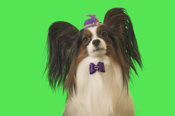 Beautiful dog Papillon in a purple hat with feather and bow on green background