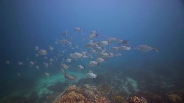 Beautiful school of fish swimming fast like if it is running from a predator