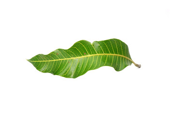 Fresh green leaf isolated on white background. Mango leaf
