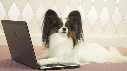 Papillon dog is lying near the laptop on the bed