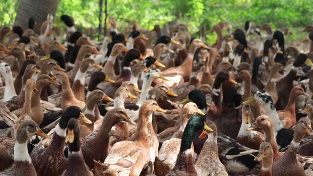 Large group of ducks inside a poultry farm in India.