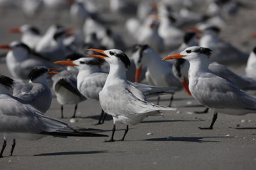 The Royal Tern
