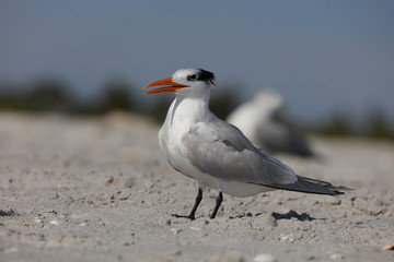 The Royal Tern