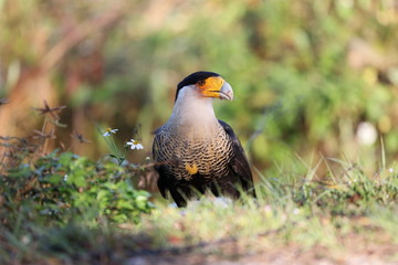 TThe Crested Caracara