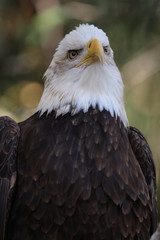 American Bald Eagle