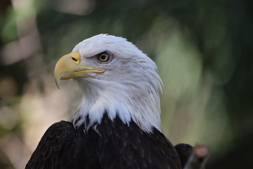 American Bald Eagle