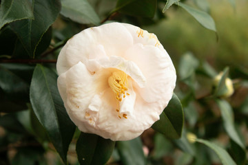 Camelia Japonica in the garden