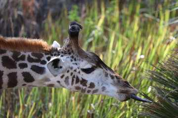 Giraffe