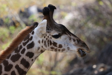 Giraffe
