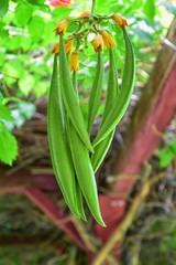 Views from the International Peace Gardens which is a botanical garden located in Jordan Park in Salt Lake City, Utah which was conceived in 1939 and dedicated in 1952. United States.